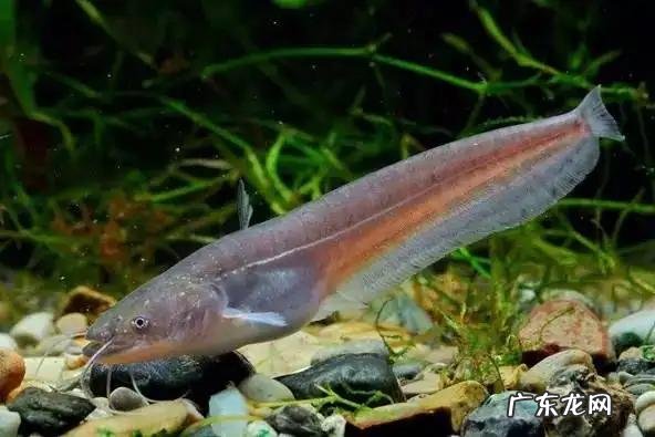 亚马逊丛林里有哪些可怕的动物 亚马逊河里到底有多可怕