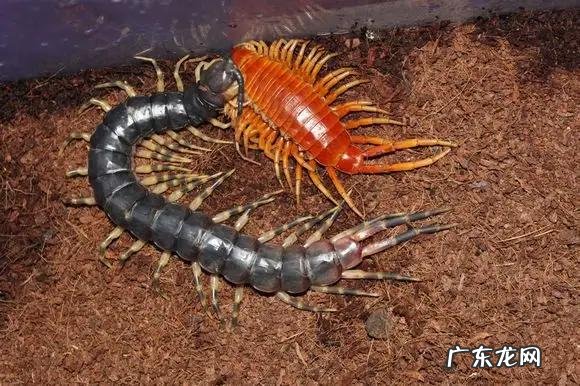 亚马逊丛林里有哪些可怕的动物 亚马逊河里到底有多可怕