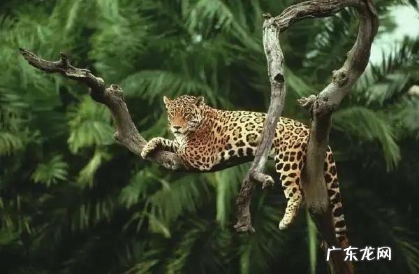 亚马逊丛林里有哪些可怕的动物 亚马逊河里到底有多可怕