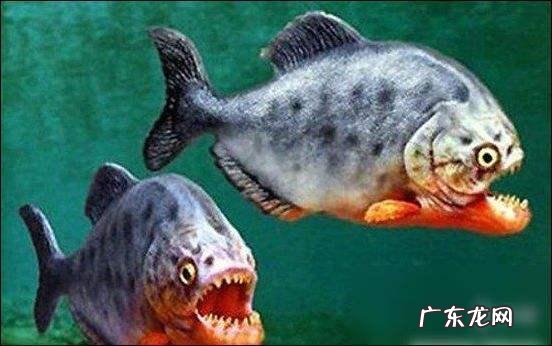 亚马逊丛林里有哪些可怕的动物 亚马逊河里到底有多可怕