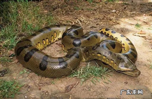 亚马逊丛林里有哪些可怕的动物 亚马逊河里到底有多可怕