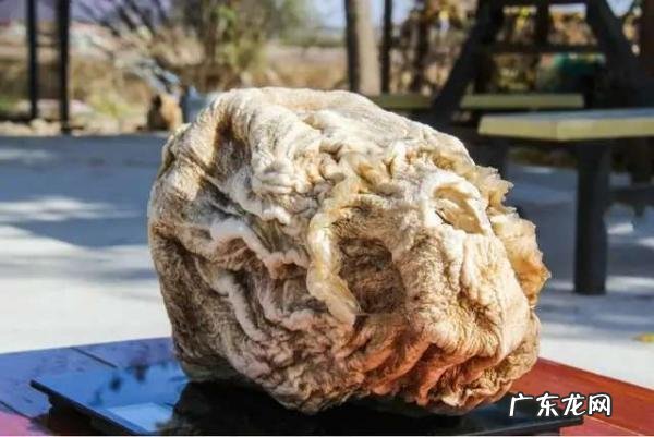 太岁可以泡水里一直活下去吗 太岁是什么东西