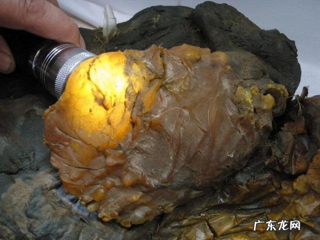 太岁可以泡水里一直活下去吗 太岁是什么东西