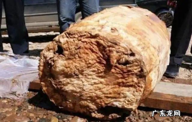 太岁可以泡水里一直活下去吗 太岁是什么东西