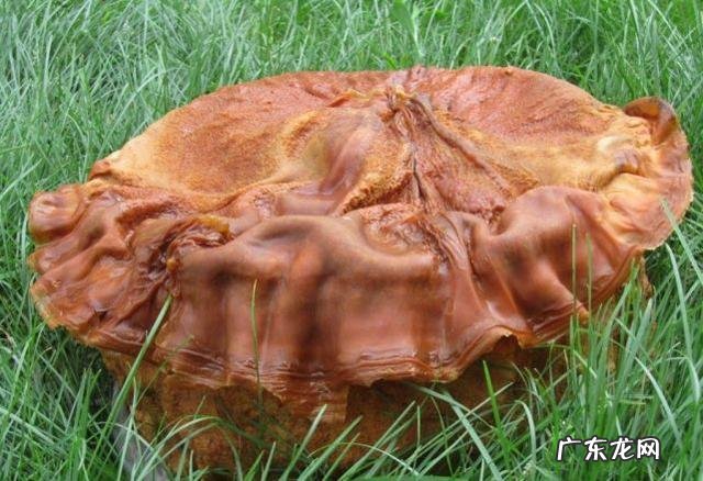 太岁可以泡水里一直活下去吗 太岁是什么东西