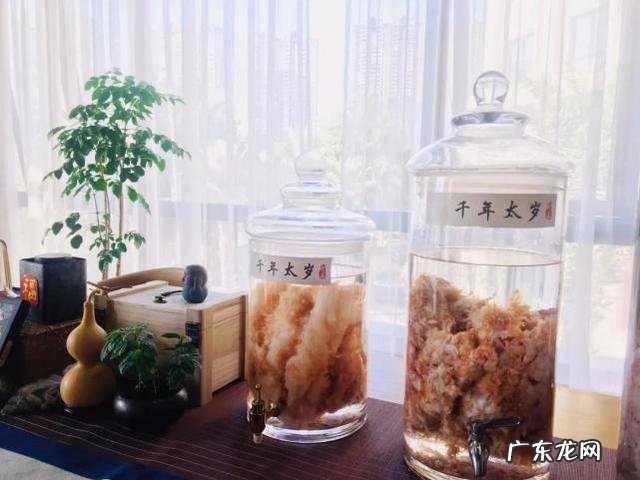 太岁可以泡水里一直活下去吗 太岁是什么东西