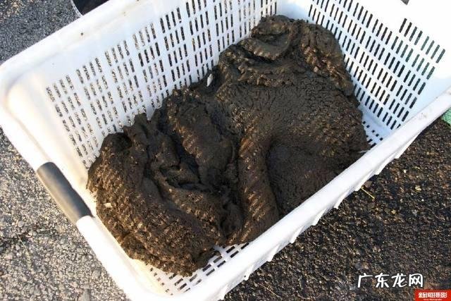 太岁可以泡水里一直活下去吗 太岁是什么东西