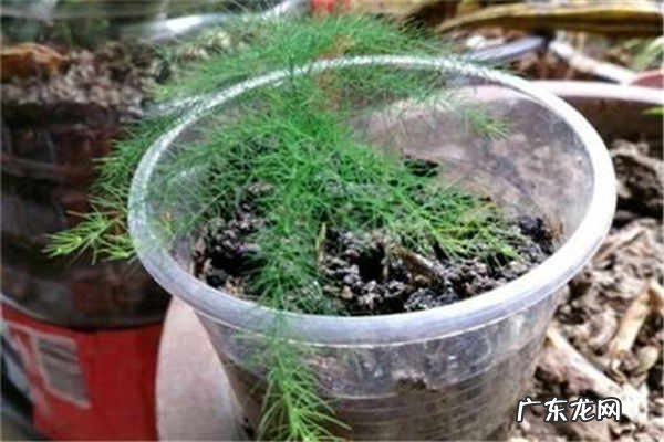 文竹开花对家里好吗有什么兆头