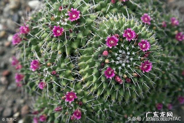 搭彩钢棚看风水 南北花棚风水好吗
