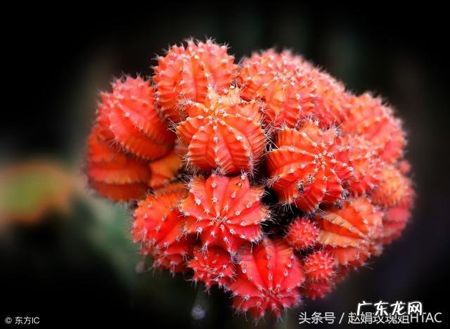 搭彩钢棚看风水 南北花棚风水好吗