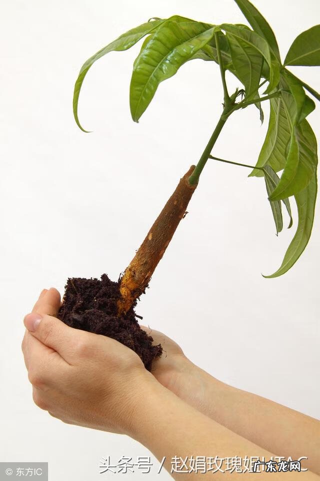 搭彩钢棚看风水 南北花棚风水好吗