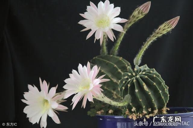 搭彩钢棚看风水 南北花棚风水好吗