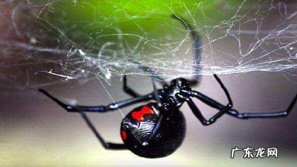 雄性螳螂是甘愿被吃吗 螳螂为什么吃自己配偶