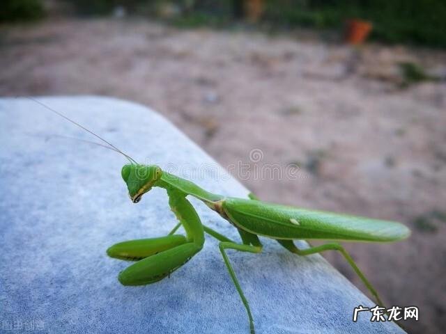 雄性螳螂是甘愿被吃吗 螳螂为什么吃自己配偶
