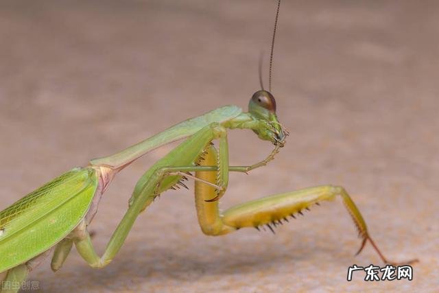 雄性螳螂是甘愿被吃吗 螳螂为什么吃自己配偶