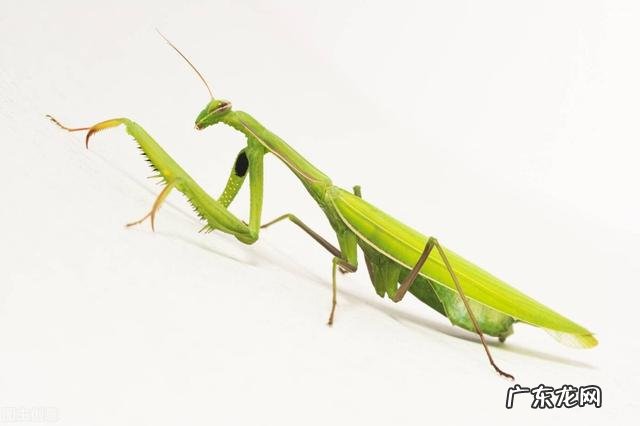 雄性螳螂是甘愿被吃吗 螳螂为什么吃自己配偶