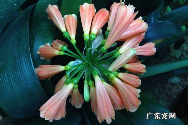 垂笑君子兰只长叶子不开花是什么原因及解决办法