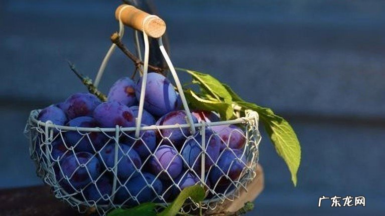 西梅和李子有何区别？哪里的李子最好吃