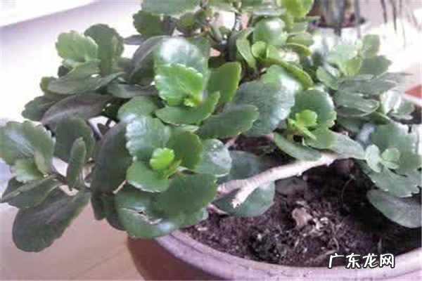 长寿花很茂盛却不开花怎么办原因是什么