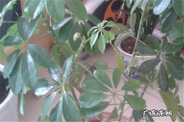 鹅掌柴是招财树吗有什么寓意