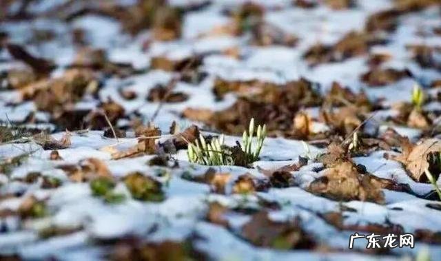 珠穆朗玛峰为什么会长草 珠穆朗玛峰海拔多少米
