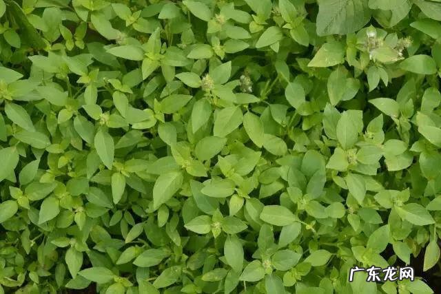 鼠曲草有什么作用 鼠曲草的功效与禁忌是什么