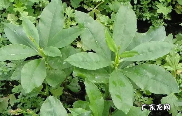 鼠曲草有什么作用 鼠曲草的功效与禁忌是什么