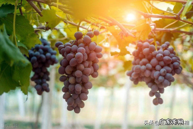 葡萄外面一层白霜是什么?葡萄上面的白霜怎么可以洗掉?