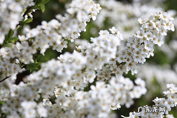 喷雪花烂根了怎么办根烂怎么处理能救活