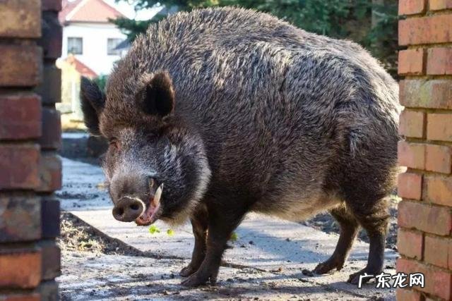 家猪放生后多久会和野猪一样 家猪放到野外会野化吗