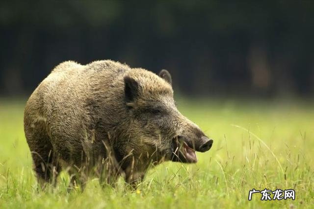 家猪放生后多久会和野猪一样 家猪放到野外会野化吗