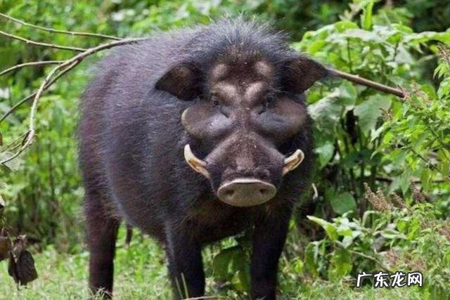 家猪放生后多久会和野猪一样 家猪放到野外会野化吗