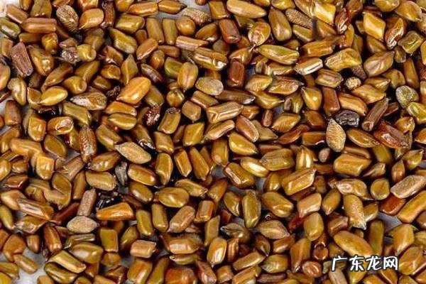 决明子的危害食用不当的副作用