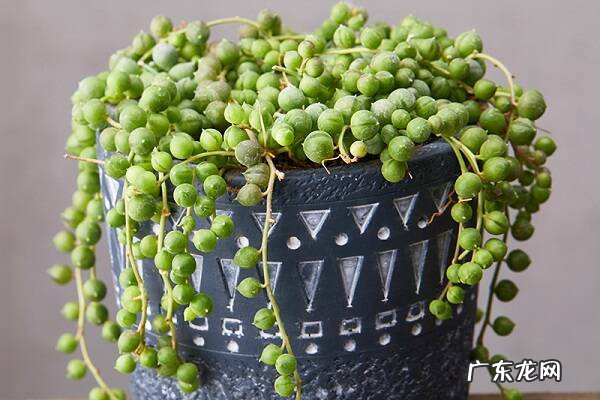 珍珠吊兰黄叶掉落怎么办叶子发黄补救解决方法