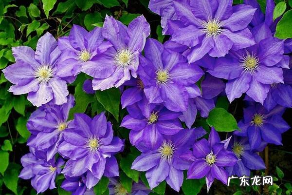 盆栽铁线莲只长叶子不开花怎么办