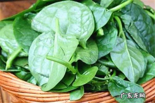 木耳菜的功效与作用禁忌人群有哪些