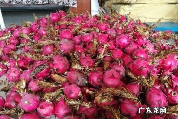 红心火龙果和白心火龙果的区别谁的营养价值高