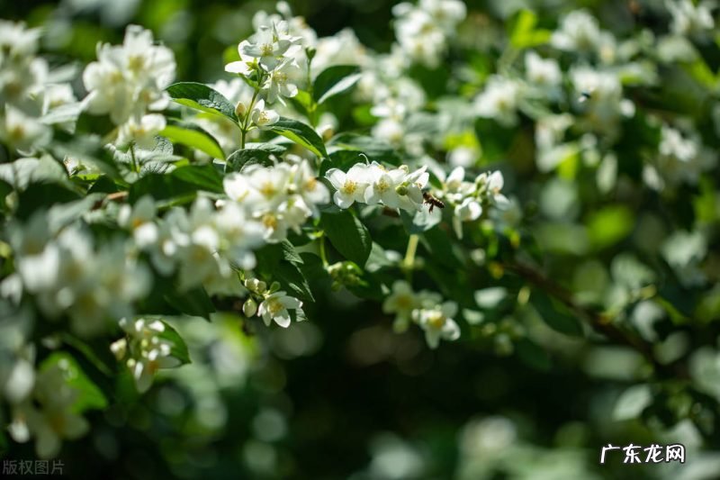最能代表东方古典神韵 十二首茉莉花的诗词