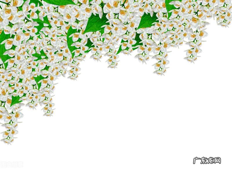 最能代表东方古典神韵 十二首茉莉花的诗词