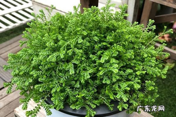 神锦花黄叶掉落怎么办叶子发黄补救解决方法