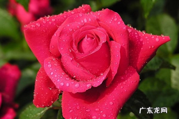 水里加什么延长鲜花寿命