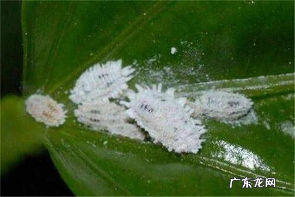 蚧壳虫会爬到人身上吗怎么消除