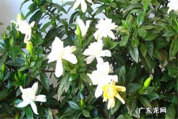 栀子花怎么养需要注意什么