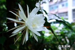 昙花不开花是什么原因及解决办法