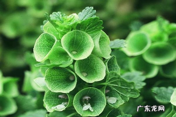 贝壳花黄叶掉落怎么办叶子发黄补救解决方法