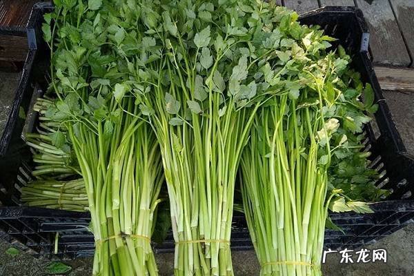 水芹菜的功效与作用及营养价值是什么