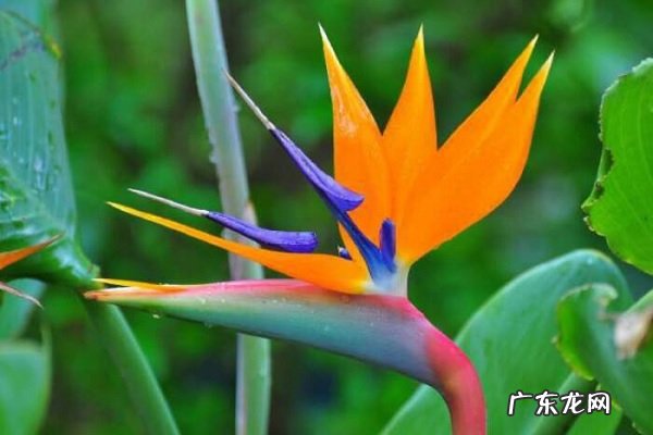 天堂鸟适合养家里吗能不能养在卧室