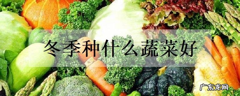 冬季种什么蔬菜好