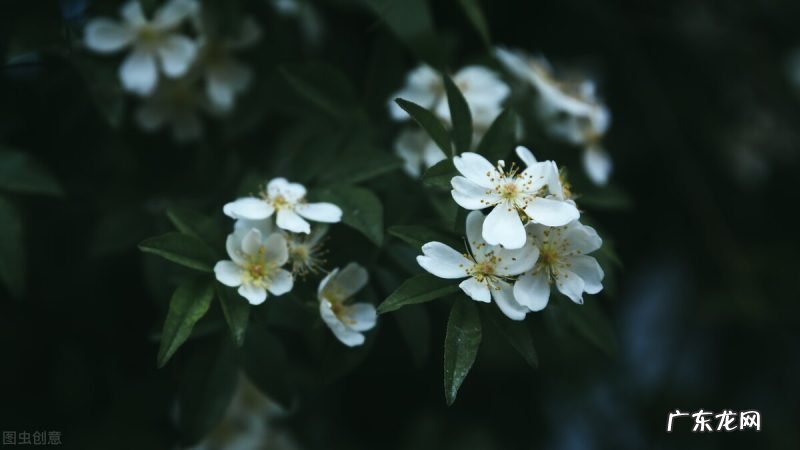 一起去领略满目的春色 十首春色诗句盘点