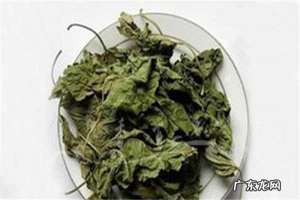 桑叶茶不适合什么人喝禁忌人群有哪些